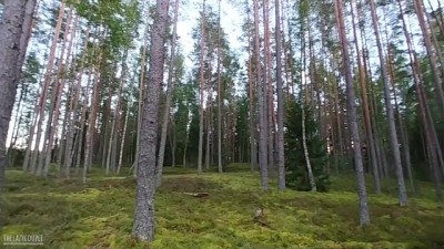 Quarantine Anal Adventure: Wild Woods Creampie